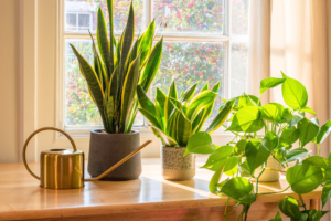 Read more about the article The Best 8 Indoor Plants to Brighten Up Your Home!