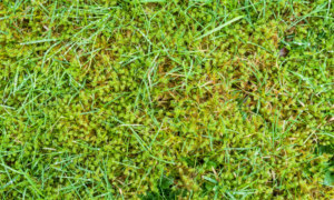 Read more about the article Eliminate grass moss ‘quickly’ by cultivating ace’s ‘best strategy’ that stops it from returning!