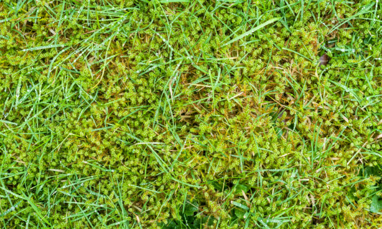 Eliminate grass moss ‘quickly’ by cultivating ace’s ‘best strategy’ that stops it from returning!