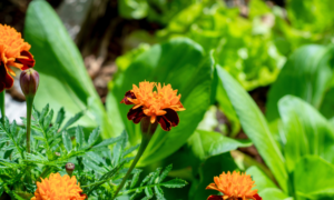 Read more about the article 10 Eco-Friendly Ways to Improve the Sustainability of Your Garden