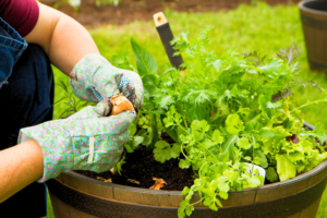 Read more about the article Cultivating a Thriving Vegetables and Herbs Garden: Tips for Success