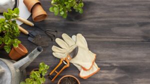 Read more about the article A Basic Essential Guide to Plant Care for Your Home Garden You Would Love to Keep in Mind!