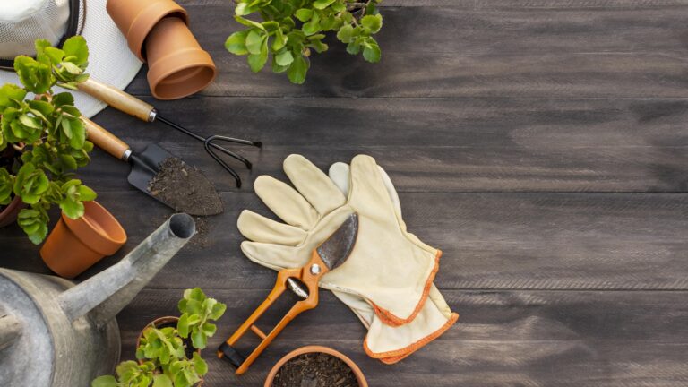 A Basic Essential Guide to Plant Care for Your Home Garden You Would Love to Keep in Mind!